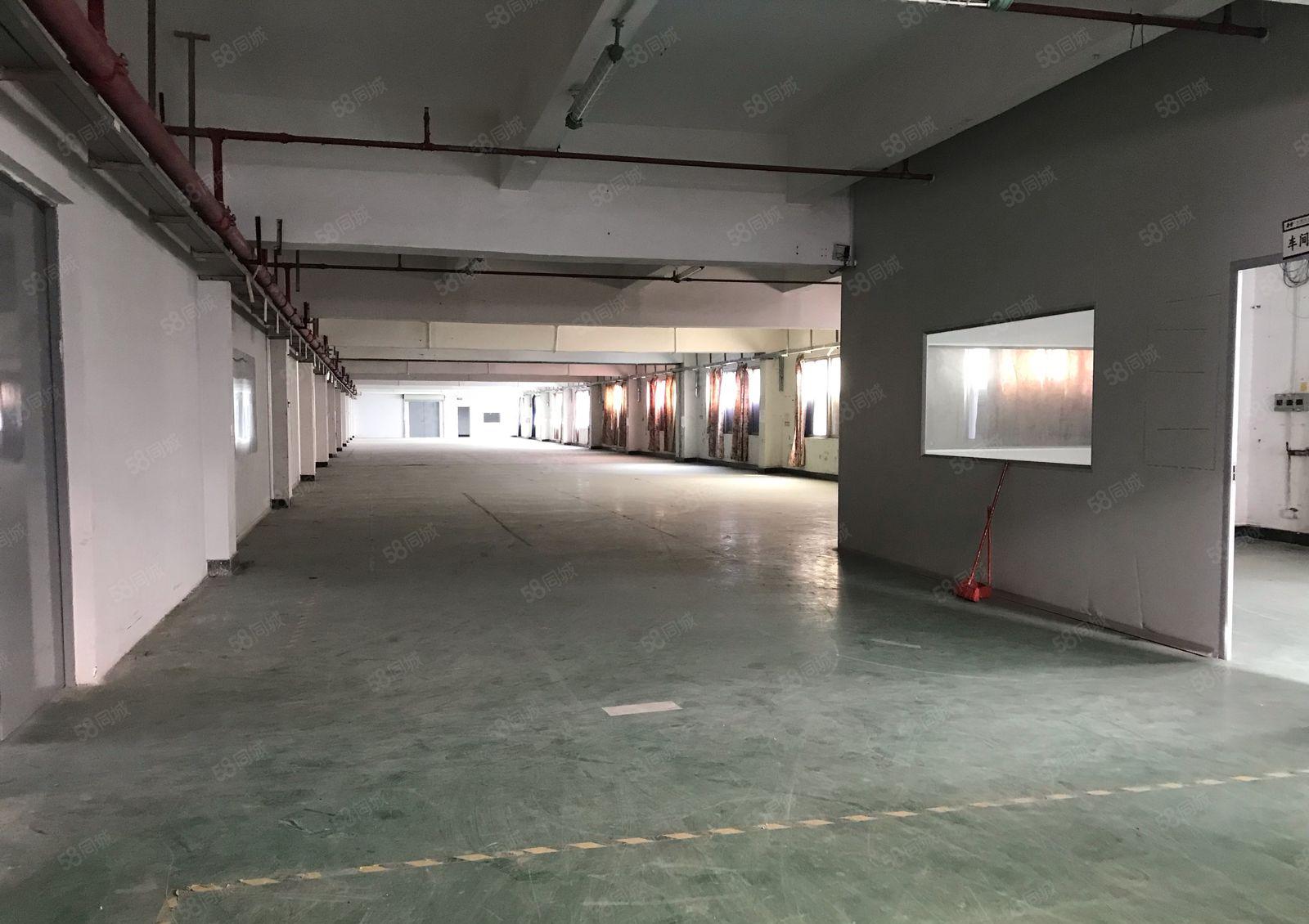 常平金美园区新出三楼3400平带精装修厂房