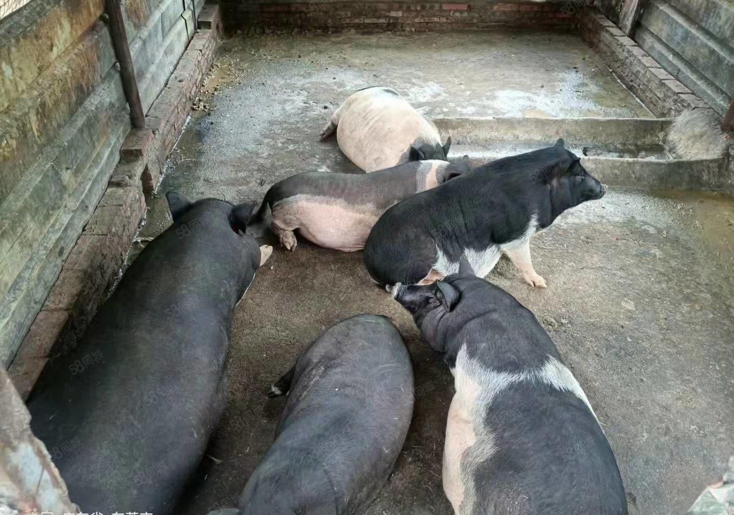 东莞黄江60多亩果园白菜价出售，远离都是喧器，回归自然本色。