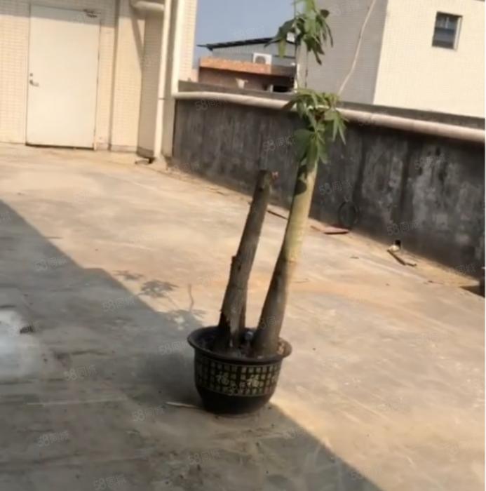 大岭山杨屋楼上小面积厂房出租 超低价 超大阳台 水电齐全