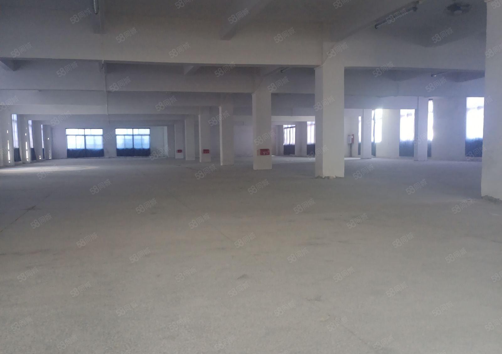 望牛墩下漕工业区原房东厂房出租