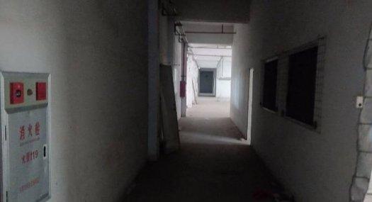 凤岗金凤凰近主干道边厂房出租2000平方，标准货梯