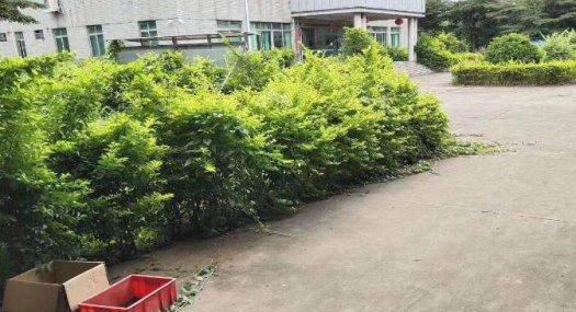 凤岗花园式标准独院厂房出租总面积15500平方，可分租，