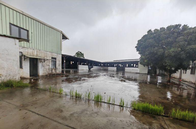 园洲靠近企刚刚搬空原房东独院单一层1950平 工业区里