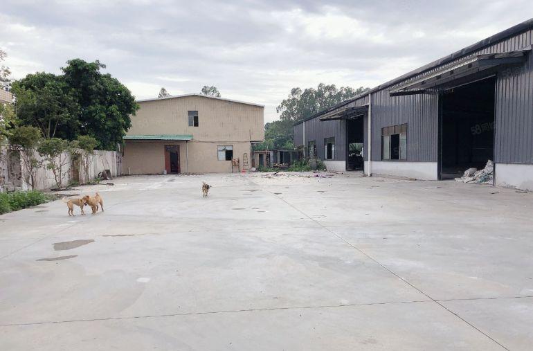 免租期三个月，石湾钢构独院厂房仓库出租，可分租，带精装办公室