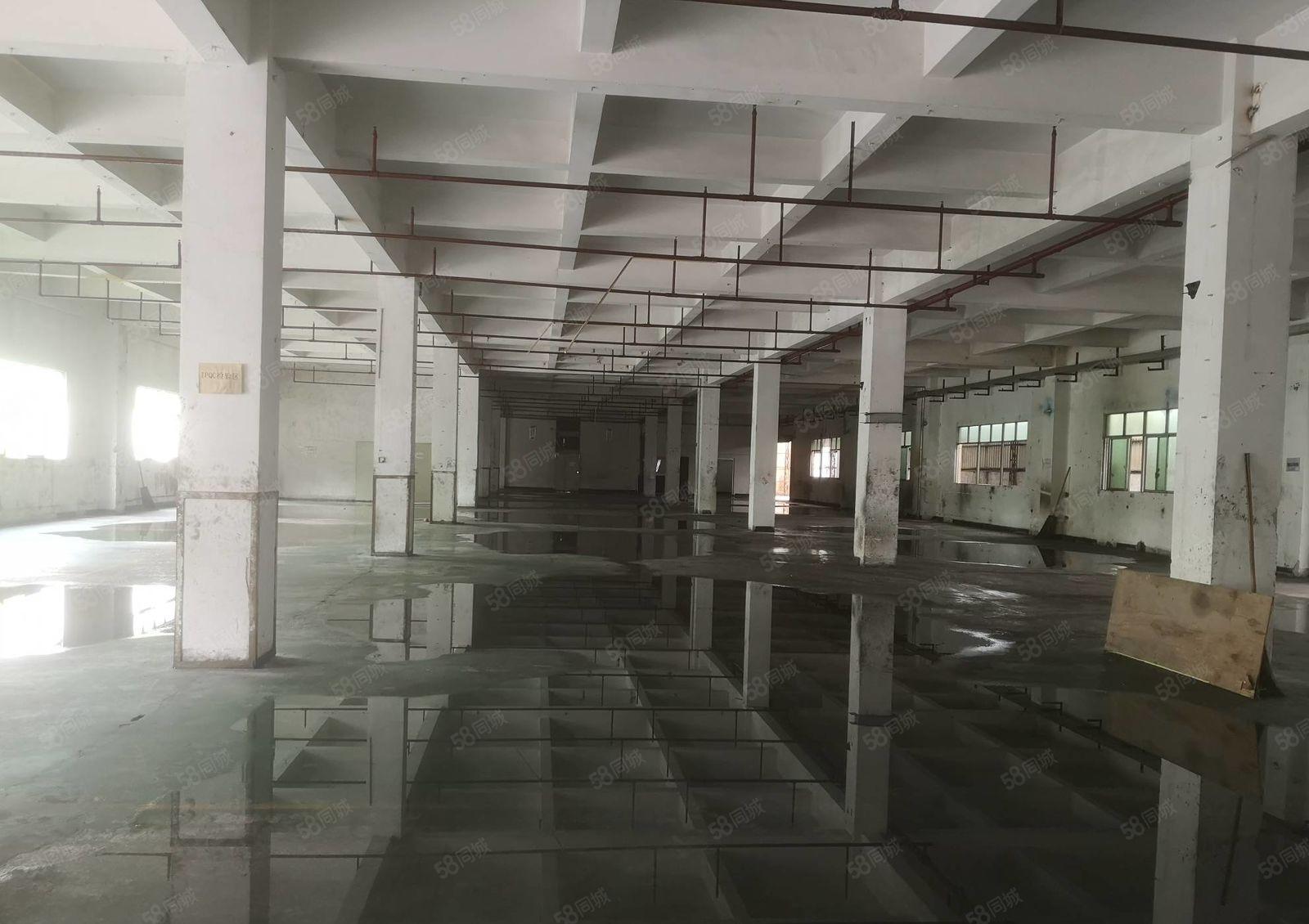 园洲主路边 原房东独院7000平厂房出租 带装修大小可分租