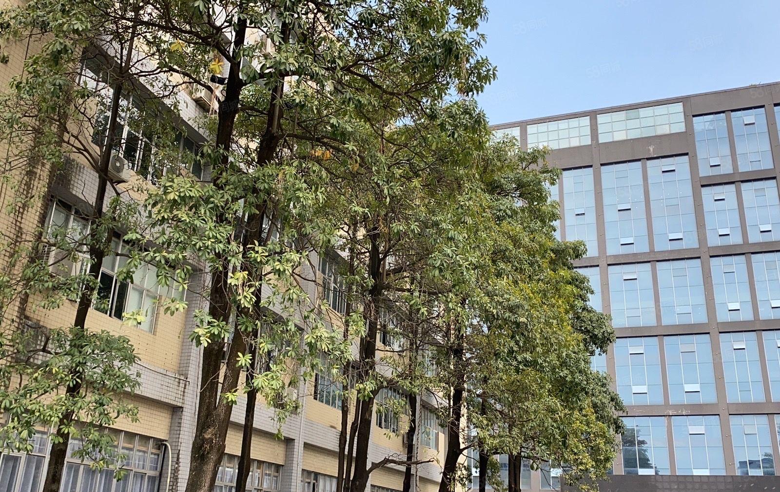 西乡九围大型工业园精装修厂房出租900平出租