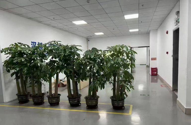 清湖地铁口500米距离新出精装修厂房，200平起分