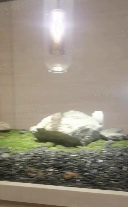 光明凤凰城地铁国资委全新厂房写字楼200平起办公研发